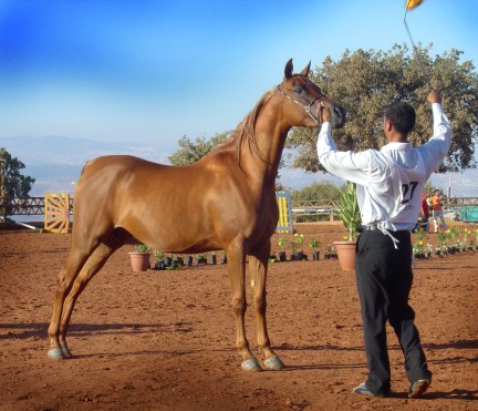 arabian horse