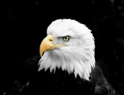 bald eagle