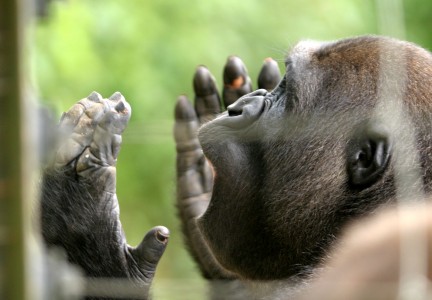 cameroon gorilla