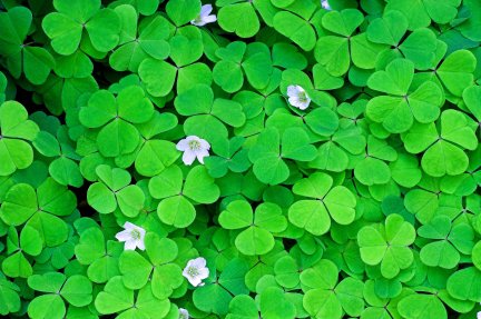 clovers