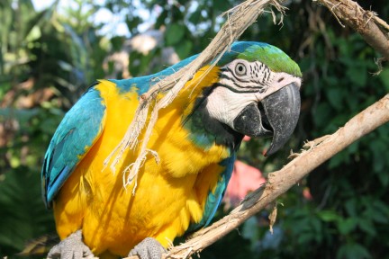 guatemala bird