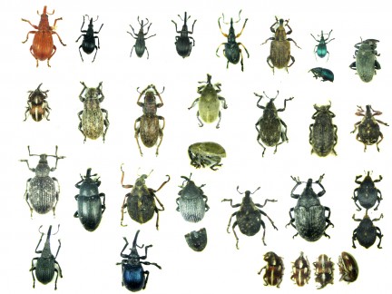 insects