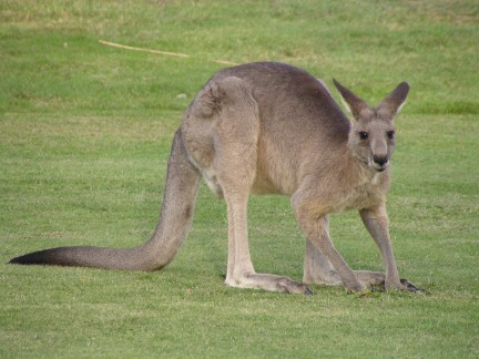 kangaroo