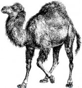 Perl camel logo