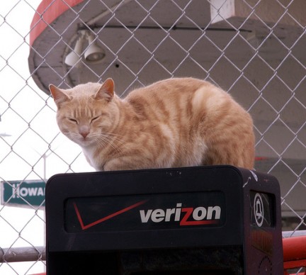 cat squatting on a verizon phone