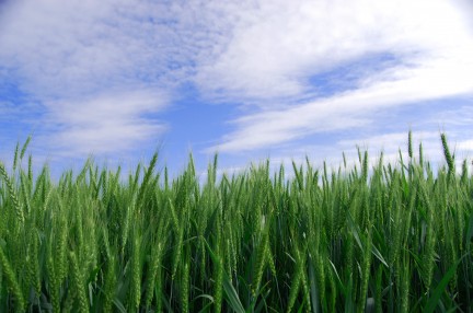 wheat field